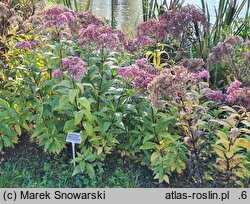 Eutrochium maculatum Atropurpureum