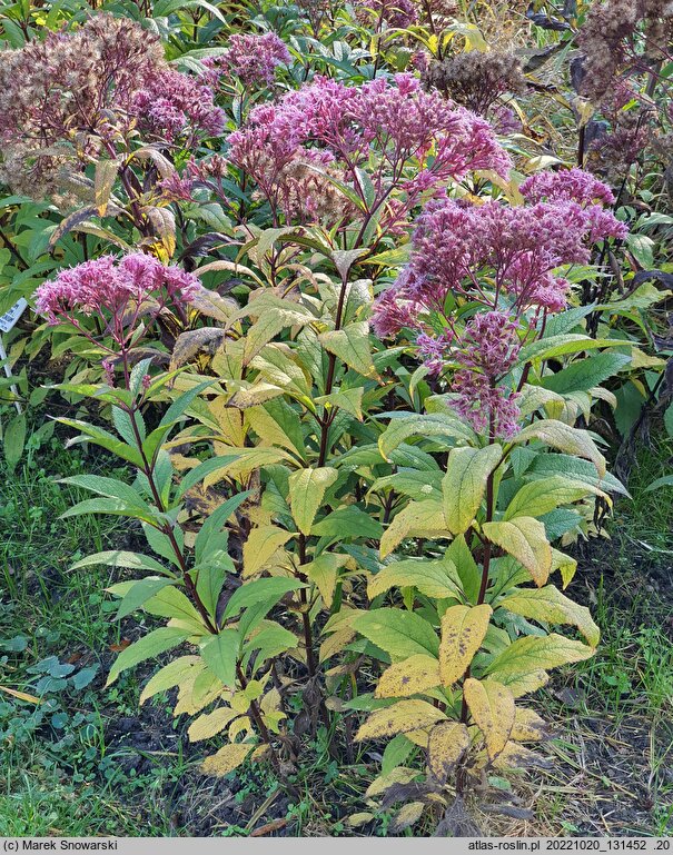 Eutrochium maculatum Atropurpureum