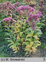 Eutrochium maculatum Atropurpureum