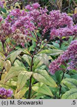 Eutrochium maculatum Atropurpureum