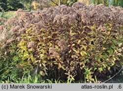 Eutrochium maculatum Atropurpureum