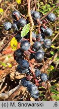 Vitis labrusca (winorośl lisia)