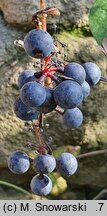 Vitis labrusca (winorośl lisia)