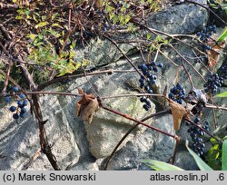 Vitis labrusca (winorośl lisia)