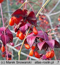 Euonymus sachalinensis (trzmielina sachalińska)