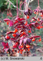 Euonymus sachalinensis (trzmielina sachalińska)