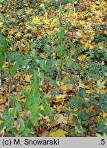 Virga pilosa (szczeciniastka owłosiona)