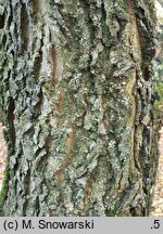 Celtis tournefortii (wiązowiec tourneforta)
