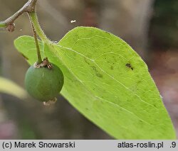 Celtis tournefortii (wiązowiec tourneforta)