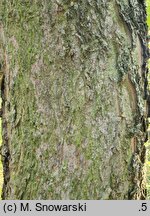 Celtis tournefortii (wiązowiec tourneforta)
