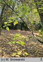 Celtis tournefortii (wiązowiec tourneforta)