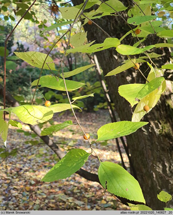 Celtis tournefortii (wiązowiec tourneforta)