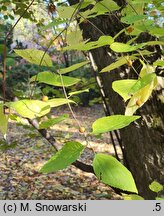 Celtis tournefortii (wiązowiec tourneforta)