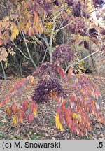 Aralia elata var. mandshurica