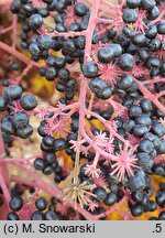 Aralia elata var. mandshurica