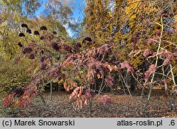 Aralia elata var. mandshurica