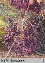 Aralia elata var. mandshurica