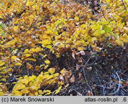 Actinidia arguta (aktinidia ostrolistna)