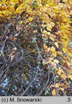 Actinidia arguta (aktinidia ostrolistna)