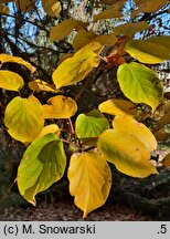Actinidia arguta (aktinidia ostrolistna)