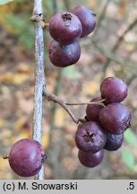 Cotoneaster nummularius (irga kreteńska)