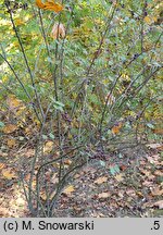 Cotoneaster nummularius (irga kreteńska)