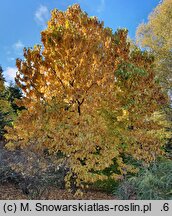 Magnolia acuminata (magnolia drzewiasta)