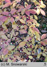 Photinia villosa (głogownik kosmaty)