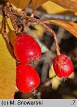 Photinia villosa (głogownik kosmaty)