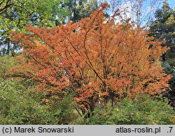 Photinia villosa (głogownik kosmaty)