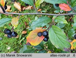Cotoneaster hsingshangensis (irga środkowochińska)