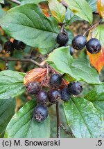 Cotoneaster hsingshangensis (irga środkowochińska)