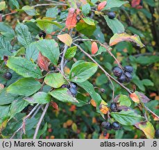 Cotoneaster hsingshangensis (irga środkowochińska)