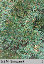 Cotoneaster hsingshangensis (irga środkowochińska)