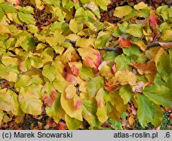 Parrotia persica (parrocja perska)