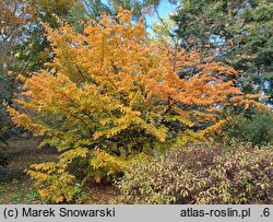 Parrotia persica (parrocja perska)