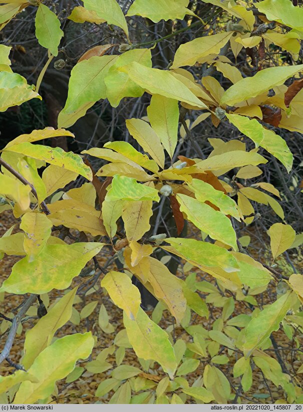 Magnolia ×proctoriana
