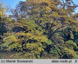 Magnolia ×proctoriana