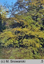 Magnolia ×proctoriana