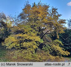 Magnolia ×proctoriana