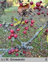 Malus ×zumi Calocarpa