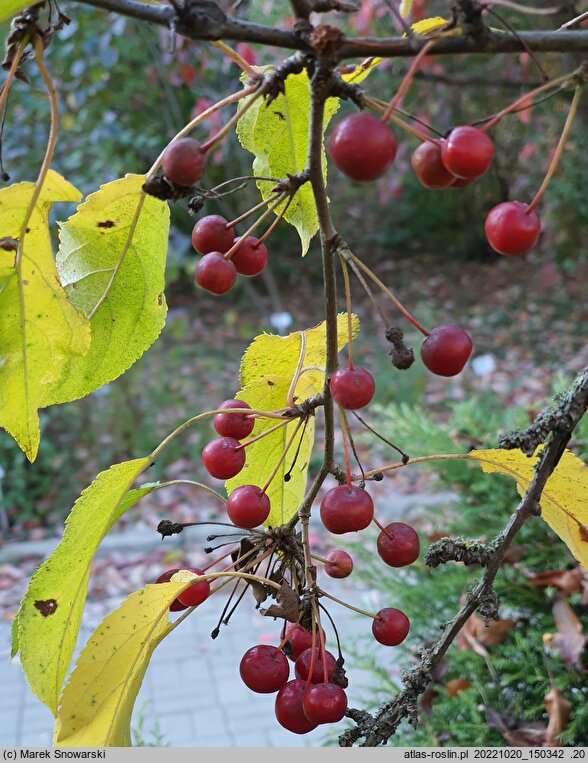 Malus ×zumi Calocarpa