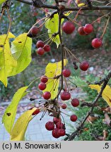 Malus ×zumi Calocarpa