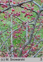 Malus sargentii (jabłoń Sargenta)