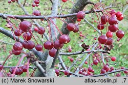 Malus sargentii (jabłoń Sargenta)