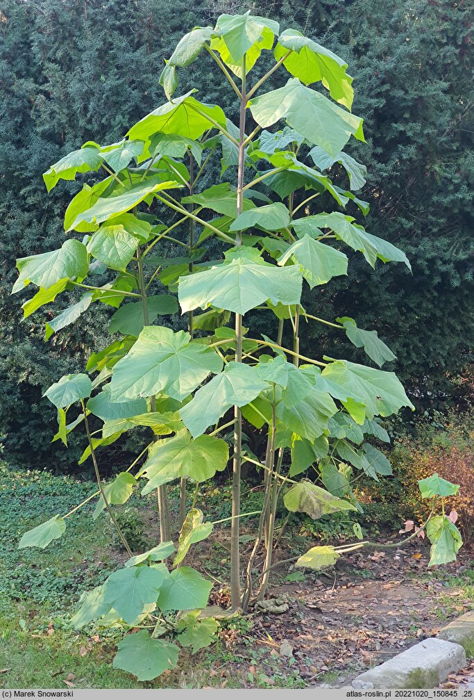Paulownia cv. Oxytree