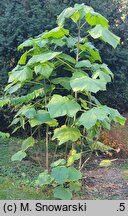Paulownia cv. Oxytree