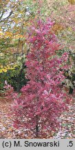Quercus ×bimundorum Crimson Spire