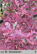 Quercus ×bimundorum Crimson Spire