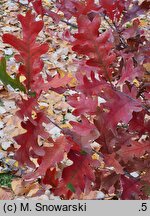 Quercus ×bimundorum Crimson Spire